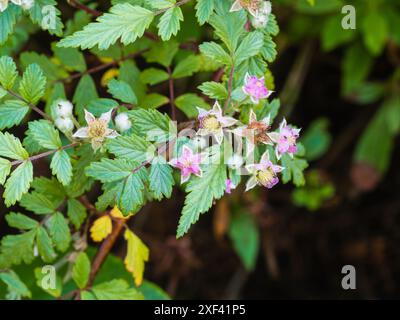 Juni-Blumen von Ghost Brombeere, Rubus Thibetanus "Silver Fern" Stockfoto