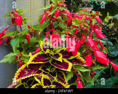 Sommercontainer mit Coleus „Alligator Alley“ und Begonis boliviensis „Bonaparte Red“ Stockfoto