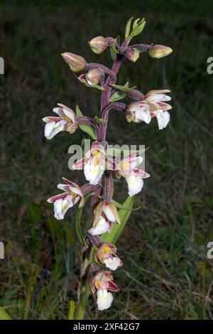 Epipactis palustris (Sumpfhelleborin) ist eine in Europa und Asien heimische Orchideenart. Sie kommt in Sümpfen, Dünengebieten und Mooren vor. Stockfoto