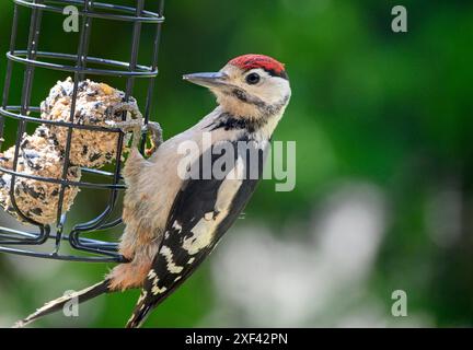 Großspecht (Dendrocopos Major) Jungvögel essen Fettbällchen aus einem Gartenvogelfutter. Juli, Kent, Großbritannien Stockfoto