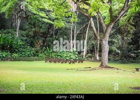 Unter dem grünen Baldachin des Waimea Valley in Honolulu liegen die Bänke friedlich inmitten einer üppigen grünen Wiese. Sie bieten einen ruhigen Rückzugsort, Invit Stockfoto