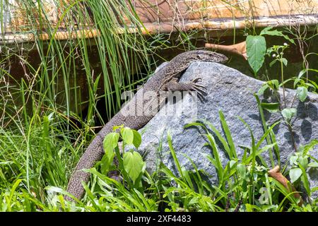 Asiatische Warane, die auf Felsen ruhen. Eine seltene Art von Guisap (Bengal Monitor) im Bhawal-Nationalpark, Gazipur, Bangladesch. Stockfoto