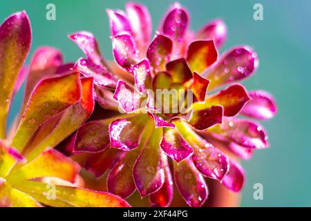 Blume Aeonium Schwarzkopf Sukkulent. Blätter Pflanze. Arboreum rosa Blüten. Stockfoto