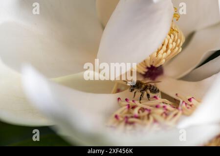 Eine Honigbiene sammelt an einem sonnigen Tag Pollen von einer Magnolienblüte Stockfoto