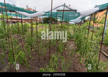 Hagelsteine haben sich in einem Netz über einem Gemüsegarten versammelt Stockfoto