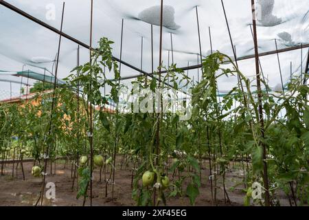 Hagelsteine haben sich in einem Netz über einem Gemüsegarten versammelt Stockfoto