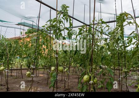 Hagelsteine haben sich in einem Netz über einem Gemüsegarten versammelt Stockfoto