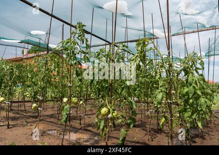 Hagelsteine haben sich in einem Netz über einem Gemüsegarten versammelt Stockfoto