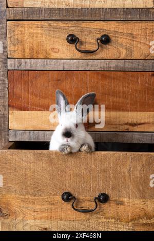 Ein weißes Kaninchen mit grauen Augen wird in einer Schublade eines alten Holzschranks ausgestellt. Der Kopf, die Ohren und die beiden Vorderpfoten sind sichtbar. Stockfoto