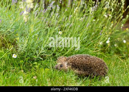 Ein Igel spaziert in einem Garten unter Lavendelblumen und Gänseblümchen. Profil des Igels - sein Auge und sein Ohr sind deutlich sichtbar. Stockfoto