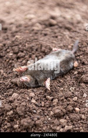 Ein toter Maulwurf liegt auf dem Rücken auf ausgehobenem Boden. Stockfoto