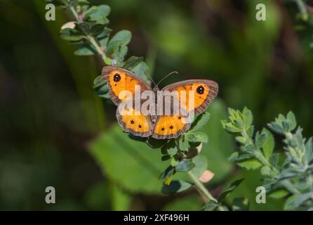 Spanischer Torwächter, Nymphalidae, Pyronia bathseba, Schmetterling, in letzter Sonne, Andalusien, Spanien. Stockfoto