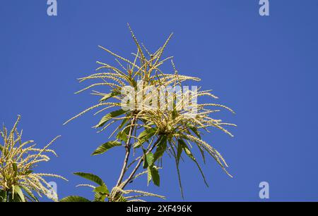 Blumen, gelbe Katzetten von überwiegend männlichen Blüten von Süßkarastanie. Castanea sativa. Spanien. Stockfoto