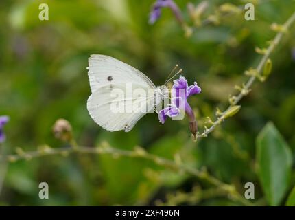 Kohl weiß, Piers rapae, kleiner weißer Schmetterling, der sich von violetten Blüten ernährt. Spanien. Stockfoto
