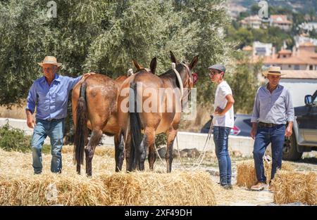 Andalusischer Mann mit Maultieren, die Getreide auf traditionelle Weise vom Stroh trennen, Mijas, Malaga, Spanien. Stockfoto