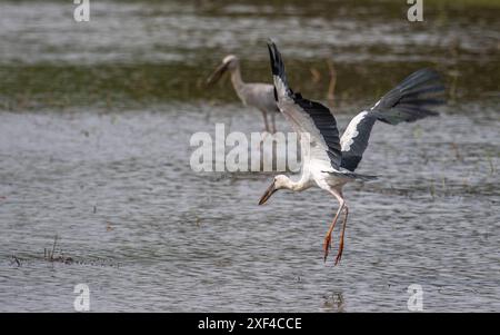 Indischer offener Seestorch fliegt Stockfoto