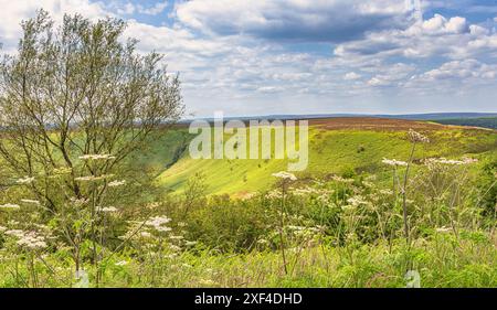 Ein Blick auf die North York Moors, die sich bis zur Skyline erstrecken, mit einem diagonalen Pfad, der über den Hügel führt. Es gibt einen Baum und Blumen im Vorgros Stockfoto