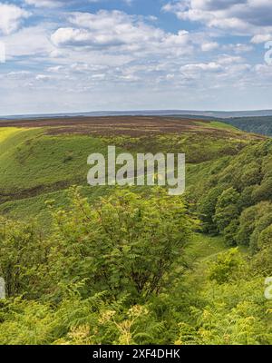 Ein Blick auf die North York Moors, die sich bis zur Skyline erstrecken, mit einem diagonalen Pfad, der über den Hügel führt. Im Vordergrund steht ein Baum und ein Sch Stockfoto