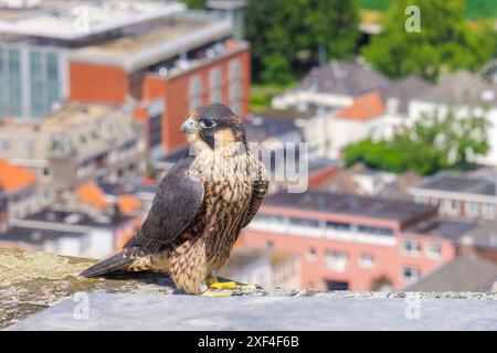 Wanderfalke auf einem Kirchturm im Stadtzentrum von Arnheim, Niederlande Stockfoto