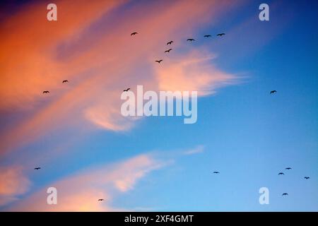 Hering Möwen ( Larus argentatus) über Chard als die Sonnenuntergänge Somerset England uk Stockfoto
