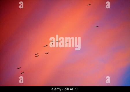 Hering Möwen ( Larus argentatus) über Chard als die Sonnenuntergänge Somerset England uk Stockfoto