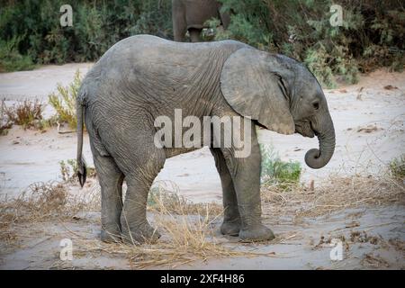 Wüstenadaptiertes Baby-Elefant (Loxodonta africana) in der Namib-Wüste Namibias, Afrika Stockfoto