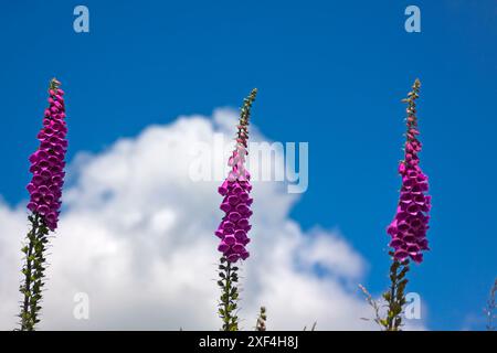 Foxhandschuh (digitalis purpurea) Blume in der wilden Chard Somerset England uk Stockfoto