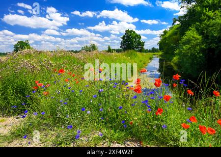 Naturschutzgebiet Kirchwerder Wiesen in Hamburg, Deutschland *** Naturschutzgebiet Kirchwerder Wiesen in Hamburg, Deutschland Stockfoto