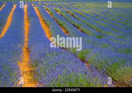 Lavendel-Feld. Brihuega, Provinz Guadalajara, Castilla La Mancha, Spanien. Stockfoto