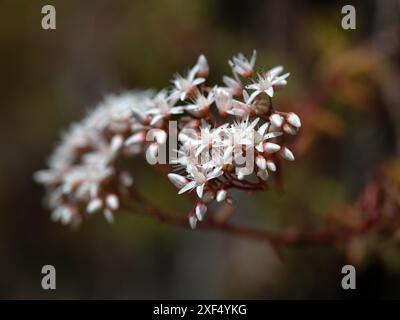 Nahaufnahme von Blüten der weißen Steinblume (Sedum-Album) in einem Garten im Frühsommer in Italien Stockfoto