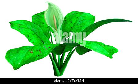 3D-Rendering eines Italienischen arum Blumen auf weißem Hintergrund Stockfoto