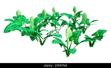 3D-Rendering des Italienischen arum Blumen auf weißem Hintergrund Stockfoto