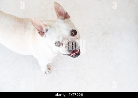 Porträt einer isolierten weißen französischen Bulldogge, die in die Kamera schaut. Draufsicht, Kopierraum Stockfoto