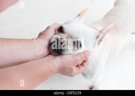 Menschliche Hände, die ein niedliches Hundegesicht halten. Komisches Hundegesicht. Freundschaft von Hund und Mensch. Stockfoto