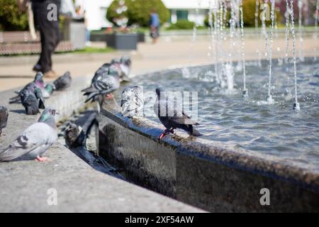 Eine Gruppe von Tauben trinkt gemütlich Wasser aus einem Stadtbrunnen, während ihre Federn im Sonnenlicht leuchten, während sie ihre Schnäbel tauchen Stockfoto