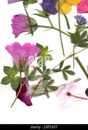 Gepresste und getrocknete Sommerblumen auf weißem Hintergrund. Stockfoto