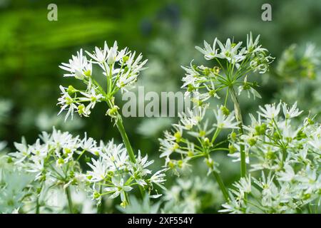 Nahaufnahme von Ramsons (Allium ursinum), auch bekannt als Wilder Knoblauch. Fownhope Herefordshire Vereinigtes Königreich. Mai 2024 Stockfoto