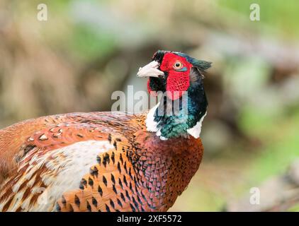 Erwachsener Fasan (Phasianus colchicus), der über seine Schulter zurückblickt, Ringford Schottland Großbritannien. April 2024 Stockfoto