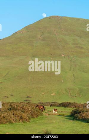 Walisisches Bergpony und Fohlen in der Abendsonne Hay Bluff, Hay on Wye Wales UK. Mai 2024 Stockfoto