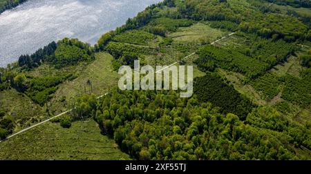 Aus der Vogelperspektive Möhnesee Südufer mit Friedhofswald und Baumschäden, Friedhof, Dürre im Wald, Stausee, Rindenkäfer-Befall, Baumbestattung Stockfoto