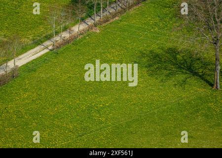 Luftaufnahme, Wiesen und Felder mit Narzissen, Kalterherberg, Monschau, Nordrhein-Westfalen, Deutschland, Luftbild, Wiesen, Felder, Daffod Stockfoto