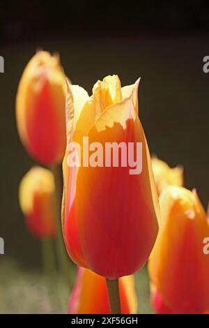 Tulip 'Blushing Lady, eine einzige, späte Art von Tulpe Stockfoto