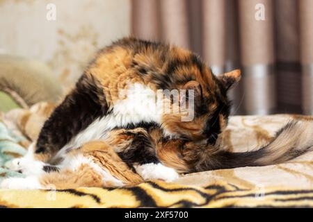 Eine Calico-Katze liegt bequem auf einem Bett und pflegt sich mit ihren kleinen Barthaaren zuckend. Das Kitzfell der Katze bildet einen schönen Kontrast zum Woo Stockfoto