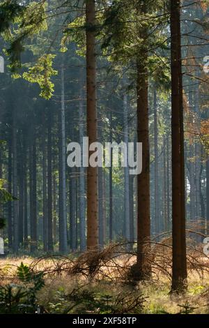 Hohe, schlanke Fichtenstämme auf einer Rodung im Wald im frühen Morgenlicht Stockfoto