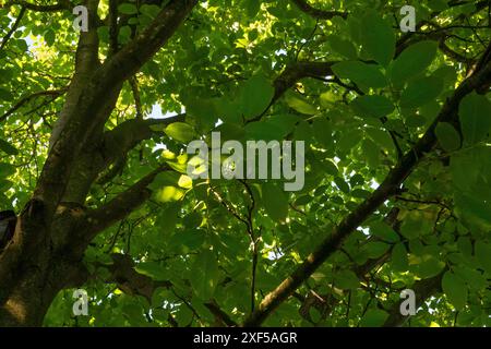 Blätter, Äste und Stamm eines Walnussbaums, von der Erde unter dem Baum an einem sonnigen Tag gesehen Stockfoto