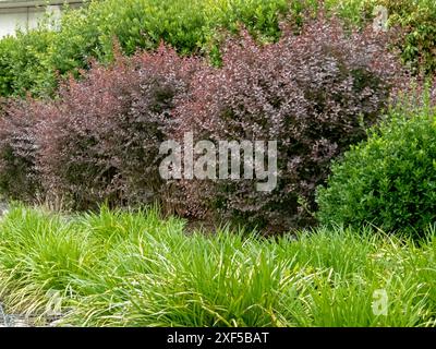 Ziergras und geschnittene grüne und lila Büsche Hecke im urbanen Design. Carex morrowii oder Kan suge oder Morrow's segge oder japanischer grassegge oder Stockfoto