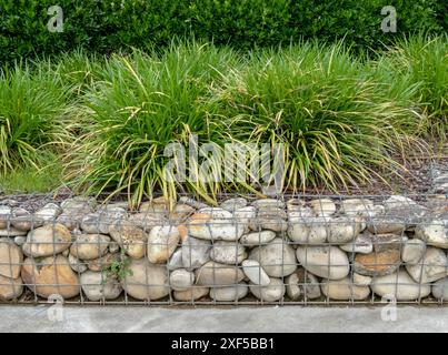 Gabionenwand, Ziergas und geschnittene Büscherhecke im urbanen Design. Carex morrowii oder Kan suge oder Morrow's segge oder japanischer Grassegge oder Jap Stockfoto