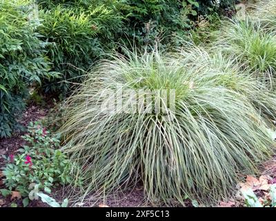 Carex Brunnea Ziergras mit verschiedenen grün-weiß gestreiften Blättern. Größere braune Seggenpflanze im Garten. Stockfoto