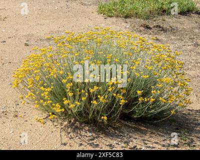 Helichrysum stoechas Sträucher mit gräulich grünen Blättern und kleinen kugelgelben Blüten. Mediterrane Erdbeere. Stockfoto