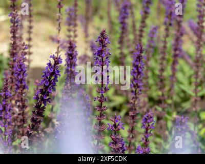 Salvia nemorosa Zierpflanze mit violettblauen Blüten. Waldsalbei, Balkan-clary, blauer Salbei oder wilder Salbei im sonnigen Garten. Stockfoto